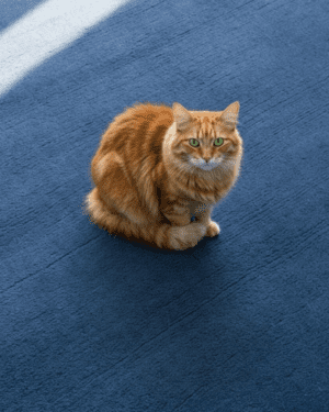 Navy New Zealand wool rug